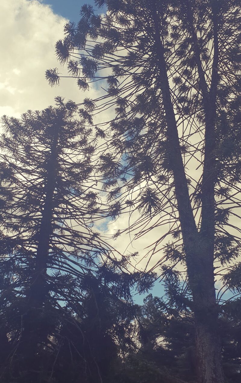 Two tall araucaria trees seen from below against a cloudy sky, their long, bare branches ending in tufts of spiky leaves.